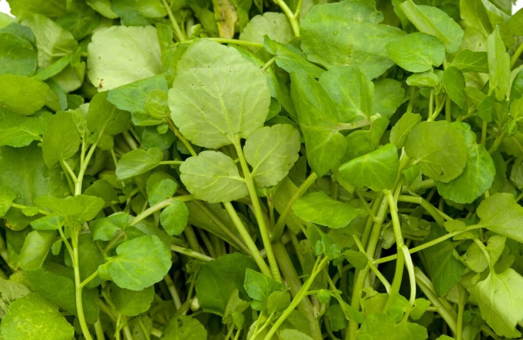 Amazing Health Benefits of Watercress