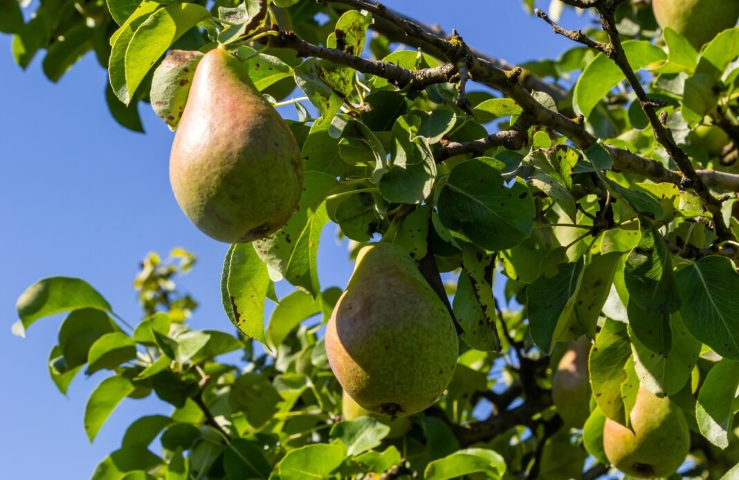 Health Benefits of Pear